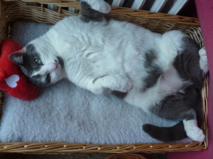 Picture of Mimi the cat