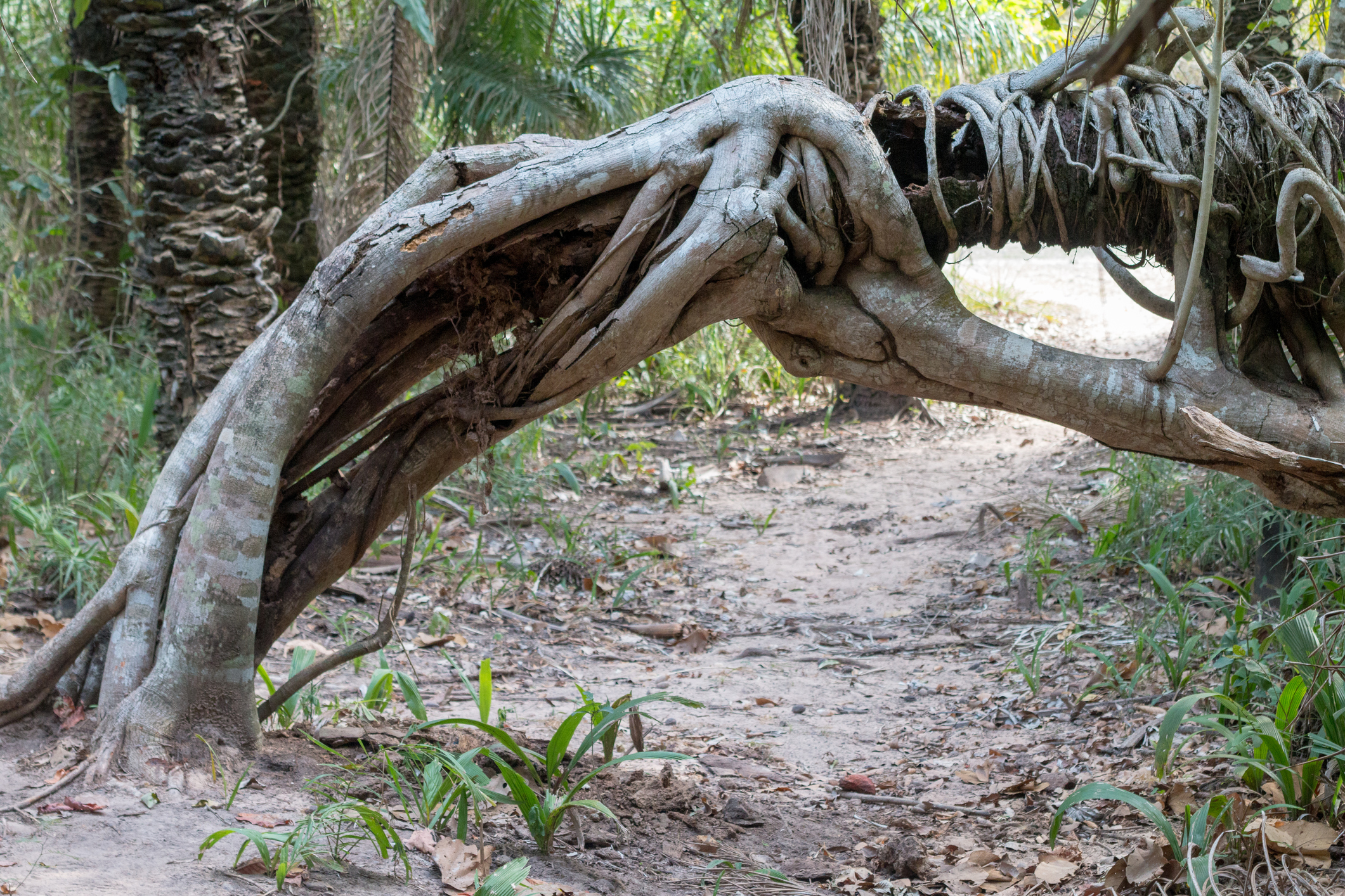 Strangler Fig