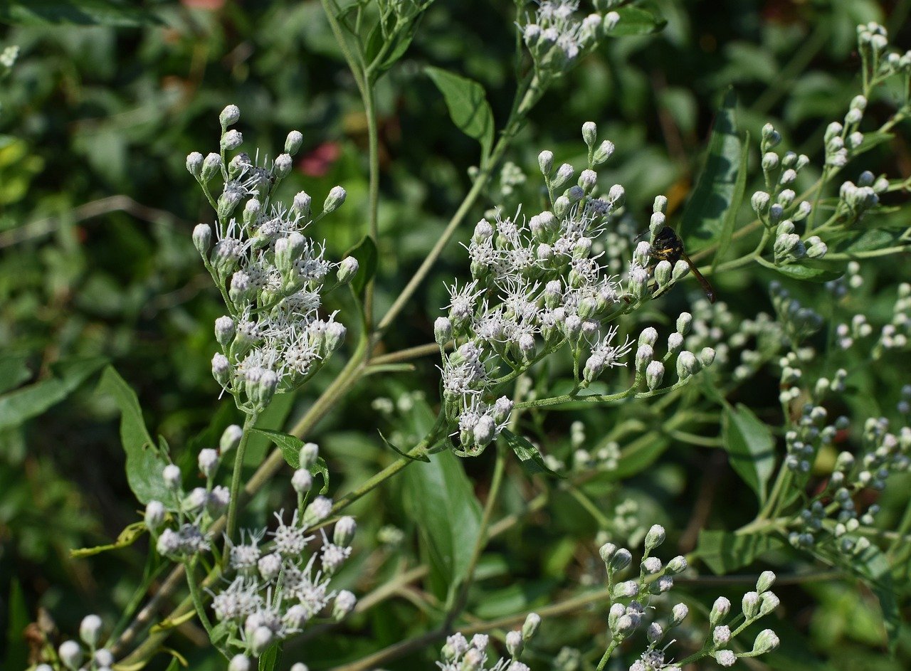 Snakeweed